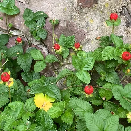 Landgasthof Ochsen 3* Seelbach (Baden-Wurttemberg)